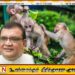 டோக் குரங்குகளைப் பிடிக்கும் பொது மக்களுக்கு ரொக்கபணம்; சுஜித் சஞ்சய பெரேரா அரசிடம் முன்மொழிவு