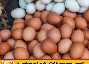 முட்டை விலை குறித்து வெளியான தகவல்