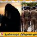 அனுராதபுர சுற்றுலா விடுதியில் ஜெர்மன் பெண் ஒருவரை பாலியல் சீண்டல் செய்த முகாமையாளர்