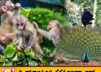 வனவிலங்கு கணக்கெடுப்பு மேற்கொள்வதற்கான படிவங்கள் கிராம அலுவலர் ஊடாக விநியோகம்