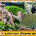 வனவிலங்கு கணக்கெடுப்பு மேற்கொள்வதற்கான படிவங்கள் கிராம அலுவலர் ஊடாக விநியோகம்