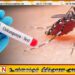 இலங்கையில் வேகமாகப் பரவி வரும் சிக்குன்குனியா நோய்