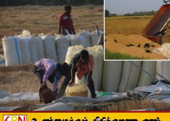 மீண்டும் ஆரம்பிக்கப்பட்ட பெரும்போக வேளாண்மை அறுவடை பணிகள்