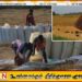 மீண்டும் ஆரம்பிக்கப்பட்ட பெரும்போக வேளாண்மை அறுவடை பணிகள்