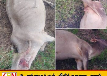 வாழைச் சேனையில் மின்சார வேலியில் 04 மாடுகள் சிக்கி உயிரிழப்பு