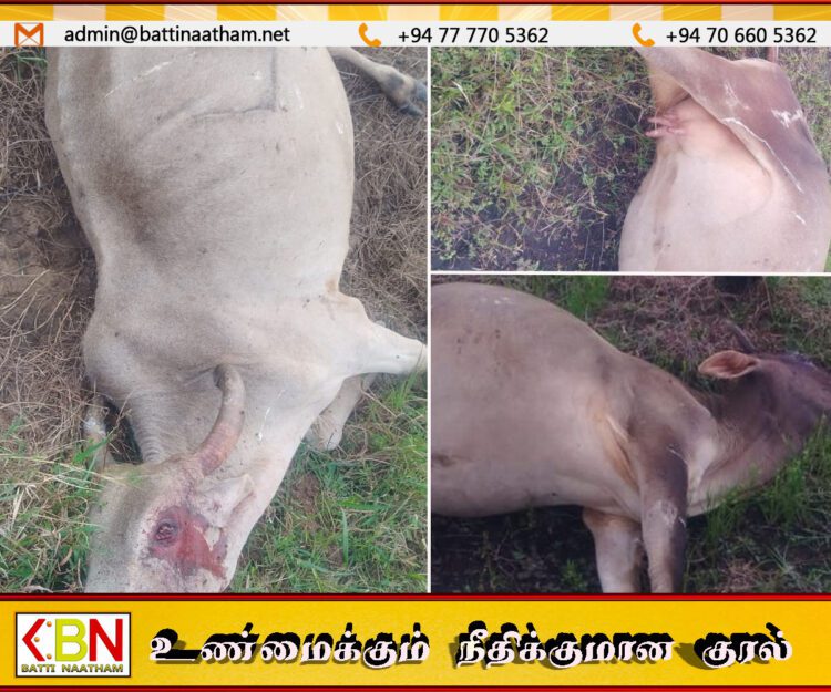 வாழைச் சேனையில் மின்சார வேலியில் 04 மாடுகள் சிக்கி உயிரிழப்பு