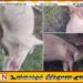 வாழைச் சேனையில் மின்சார வேலியில் 04 மாடுகள் சிக்கி உயிரிழப்பு