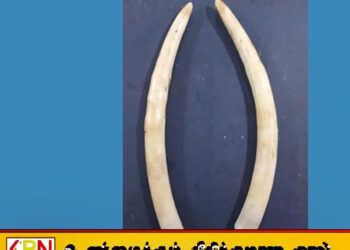 யானை தந்தங்கள் இரண்டினை வைத்திருந்த இளைஞன் கைது!