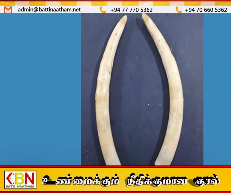யானை தந்தங்கள் இரண்டினை வைத்திருந்த இளைஞன் கைது!