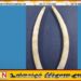 யானை தந்தங்கள் இரண்டினை வைத்திருந்த இளைஞன் கைது!