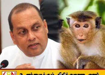 காலை 8 மணிக்கு குரங்குகள் வருவதில்லை இரவு 12 மணிக்கு எண்ணுங்கள்; மஹிந்த அமரவீர