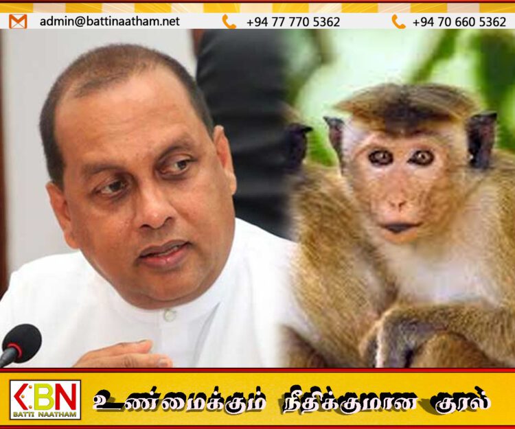 காலை 8 மணிக்கு குரங்குகள் வருவதில்லை இரவு 12 மணிக்கு எண்ணுங்கள்; மஹிந்த அமரவீர