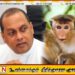 காலை 8 மணிக்கு குரங்குகள் வருவதில்லை இரவு 12 மணிக்கு எண்ணுங்கள்; மஹிந்த அமரவீர