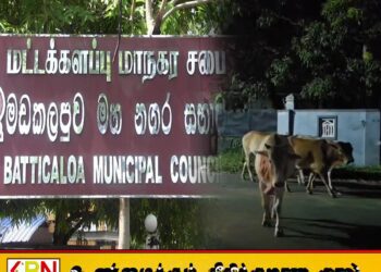 வீதிகளில் நடமாடித்திரிந்த 05 கட்டாக்காலி மாடுகள் மட்டக்களப்பு மாநகரசபையினால் பிடிக்கப்பட்டது