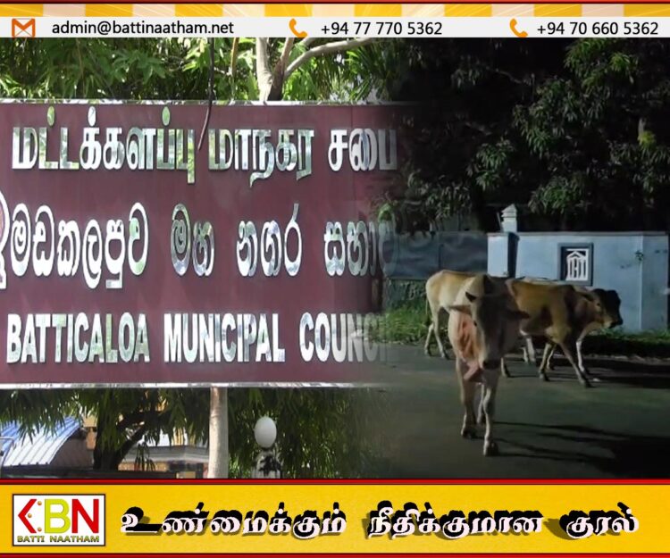 வீதிகளில் நடமாடித்திரிந்த 05 கட்டாக்காலி மாடுகள் மட்டக்களப்பு மாநகரசபையினால் பிடிக்கப்பட்டது