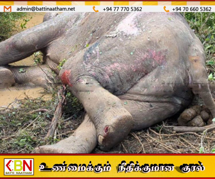 மட்டக்களப்பிலிருந்து கொழும்பு நோக்கி பயணித்த ரயிலில் மோதிய யானை கவலைக்கிடம்