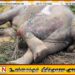 மட்டக்களப்பிலிருந்து கொழும்பு நோக்கி பயணித்த ரயிலில் மோதிய யானை கவலைக்கிடம்