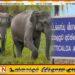 மட்டக்களப்பு விமான நிலைய காணிக்குள் சற்றுமுன்னர் நுழைந்த யானைகள்