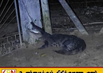 மட்டு பிள்ளையாரடியில் குடிமனைக்குள் புகுந்து கோழிகளை திருடிவந்த முதலையை மடக்கி பிடித்த பொதுமக்கள்