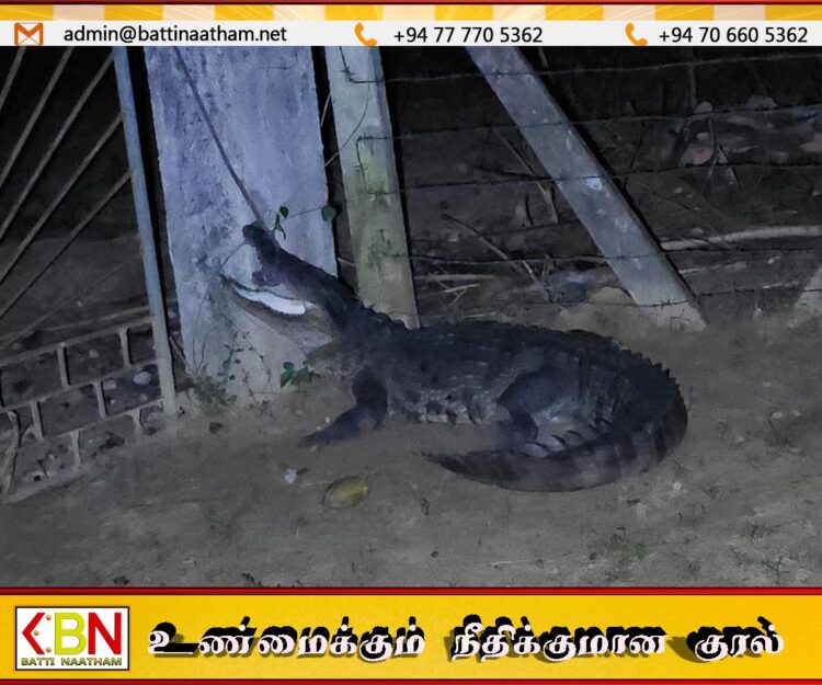 மட்டு பிள்ளையாரடியில் குடிமனைக்குள் புகுந்து கோழிகளை திருடிவந்த முதலையை மடக்கி பிடித்த பொதுமக்கள்