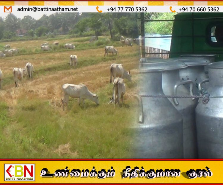 மட்டக்களப்பு மாவட்டத்தில் நலிவடைந்து செல்லும் பால் உற்பத்தி