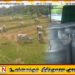 மட்டக்களப்பு மாவட்டத்தில் நலிவடைந்து செல்லும் பால் உற்பத்தி