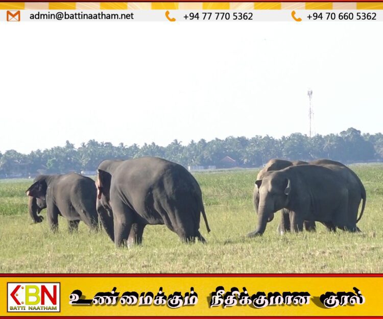 அம்பாறை மாவட்டத்தின் மாவடிப்பள்ளி பிரதேச வயல் வெளிகளில் சஞ்சரித்து, பயணிகளை ஈர்க்கும் காட்டு யானைகள் கூட்டம்