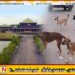 நாடாளுமன்ற வளாகத்தில் சுற்றித் திரியும் நாய்கள்; சபாநாயகரின் அறிவுறுத்தல்
