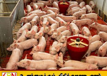 வடக்கு மாகாணத்தில் பன்றிப் பண்ணைகளில் பரவி வரும் பன்றிக் காய்ச்சல்