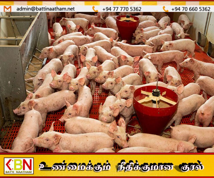 வடக்கு மாகாணத்தில் பன்றிப் பண்ணைகளில் பரவி வரும் பன்றிக் காய்ச்சல்