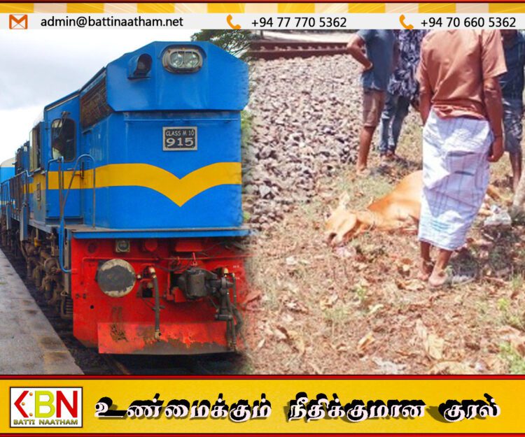 யாழில் மாட்டை மோதித்தள்ளிய புகையிரதம்!