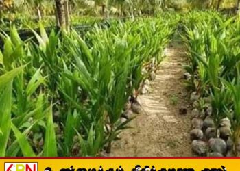 இந்த வருடத்தில் 25 இலட்சம் தென்னங்கன்றுகளை நட அரசாங்கம் திட்டம்