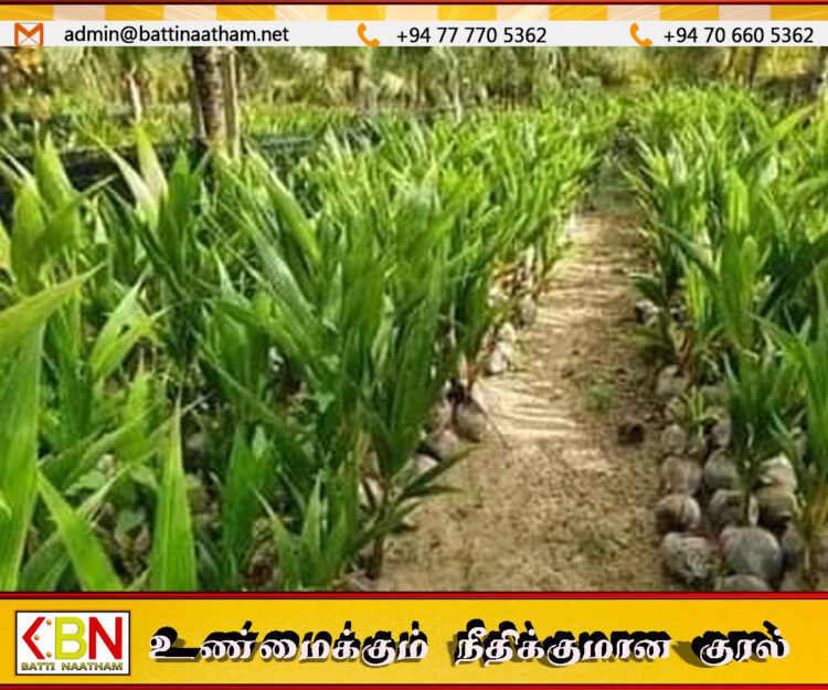 இந்த வருடத்தில் 25 இலட்சம் தென்னங்கன்றுகளை நட அரசாங்கம் திட்டம்