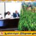 ஐந்து ஏக்கருக்கு குறைவான தென்னந்தோட்ட உரிமையாளர்களுக்கு உர மானியம்