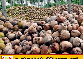 தேங்காய் விலை குறைந்து வருவதாக தகவல்