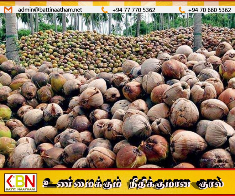 தேங்காய் விலை குறைந்து வருவதாக தகவல்