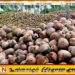 தேங்காய் விலை குறைந்து வருவதாக தகவல்
