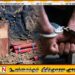 ஜனாதிபதி பாதுகாப்பு பிரிவுக்கு சொந்தமா வாகனத்தில் வெடிபொருட்கள்: வெல்லாவெளியில் விமானப்படை கோப்ரல் உட்பட இருவர் கைது