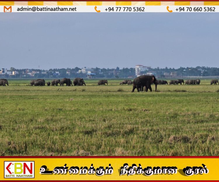 மாவடிப்பள்ளி வயல் கண்டங்களில் தொடர்ந்து நிலைகொண்டுள்ள காட்டு யானைக்கூட்டத்தால் சிறுபோக வயற் செய்கைக்கு பெரும் தடை