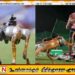 ஐ.பி.எல். தொடரின் ஒளிபரப்பு குடும்பத்தில் புதிதாக நாய் வடிவிலான கெமரா
