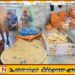 மன்னாரில் பாழடைந்த வீடு ஒன்றில் மனித பாவனைக்கு உதவாத வகையில் உணவு தயாரிப்பு!