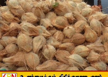 இலங்கையில் மீண்டும் உச்சம் தொட்ட தேங்காய் விலை