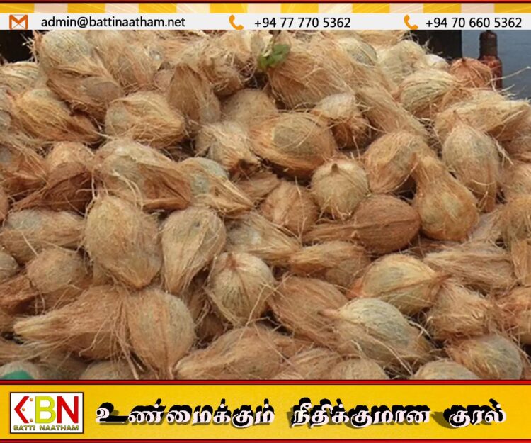 இலங்கையில் மீண்டும் உச்சம் தொட்ட தேங்காய் விலை