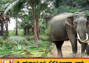 சேருநுவர பகுதியில் காட்டு யானைகளால் ஏற்படும் சேதங்கள் நாளுக்கு நாள் அதிகரிப்பு