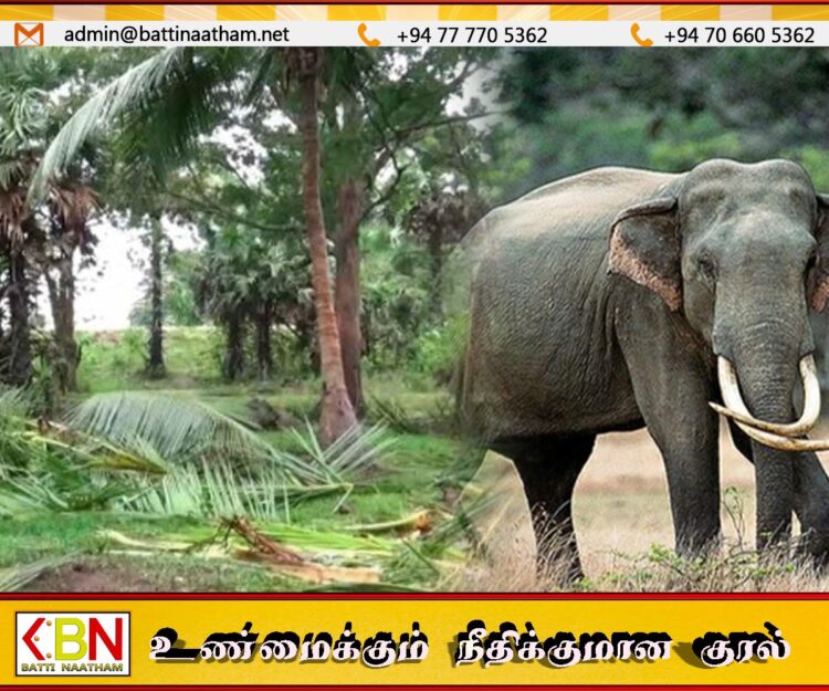 சேருநுவர பகுதியில் காட்டு யானைகளால் ஏற்படும் சேதங்கள் நாளுக்கு நாள் அதிகரிப்பு