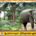 சேருநுவர பகுதியில் காட்டு யானைகளால் ஏற்படும் சேதங்கள் நாளுக்கு நாள் அதிகரிப்பு