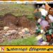மஸ்கெலியாவில் சட்ட விரோதமாக மாணிக்க கற்கள் அகழும் நடவடிக்கை அதிகரிப்பு