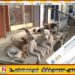 மோடியின் வருகைக்காக நாய்களை அகற்ற வேண்டாமென இந்தியாவிலிருந்து கடிதம்