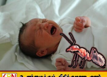 யாழில் எறும்பு கடித்து பச்சிளம் குழந்தை மரணம்