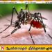 166 சுகாதார ஊழியர்களுக்கு டெங்கு காய்ச்சல்